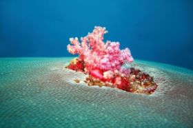 7957 A Korallen Andamanensee.jpg